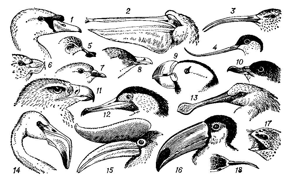 Клювы: 1 - лебедя-шипуна (Cygnus olor); 2 - розового пеликана (Pelecanus onocrotalus); 3 - большого кроншнепа (Numenius arquata); 4 - шилоклювки (Recurvirostra avosetta); 5 - кулика-лопатеня (Eurynorhynchus pygmeus); 6 - клеста-сосновика (Loxia pytyopsittacus); 7 - сизого голубя (Columba Hvia); 8 - длиннохвостого поморника (Stercorarius longicaudus); 9 - ипатки (Fratercula corniculata); 10 - тонкоклювого буревестника (Puffinus tenuirostris); 11 - беркута (Aquila chrysaetos); 12 - уссурийского баклана (Phalacrocorax filamentosus); 13 - колпицы (Platalea leucorodia); 14 - фламинго (Phoenicopterus roseus); 15 - двурогого калао (Buceros bicornis); 16 - тукана токо (Rhamphastos toco); 17 - козодоя (Caprimulgus europaeus); 18 - новозеландского кулика (Anarhynchus frontalis).