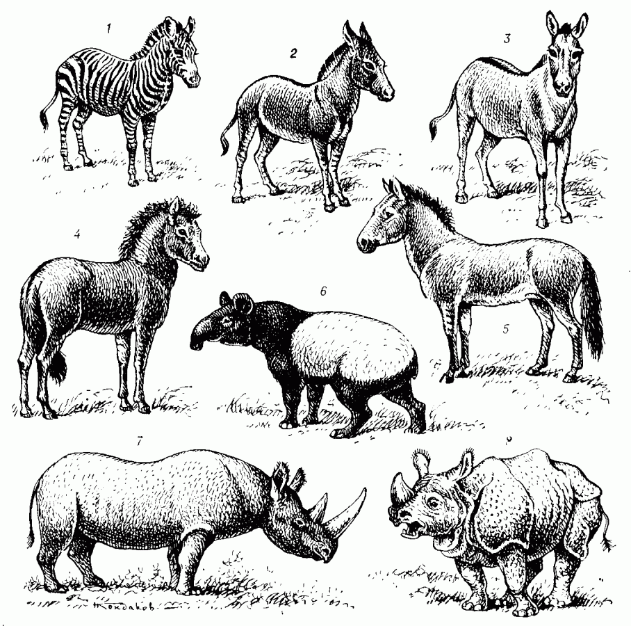 <strong></div>Непарнокопытные</strong>: 1 - горная зебра (.Equus zebra); 2 - дикий осёл (Е. asinus); 3 - кулан (E. hemionus); 4 - тарпан (E. gmelini); 5 - лошадь Пржевальского (E. przewalskii), 6 - чепрачный тапир (Tapirus indicus); 7 - чёрный носорог (Diceros bicornis); 8 - индийский носорог (Rhinoceros unicornis).