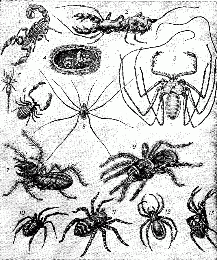 Картинки Паукообразные 7 Класс – Telegraph