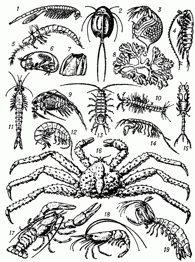 <strong></div>Ракообразные</strong>: 1 - жаброног (Branchinecta paludosa), дл. 24 мм; 2 - щитень (Triops cancriformis), дл. щита до 75 мм; 3 - дафния (Daphnia magna), дл. 3 мм; - каланус (Calanus finmarchicus), дл. до 5,5 мм; - мистакокарида (Derocheilocaris typicus), дл. до 0,5 мм; 6 - ракушковый рак (Candona candona), дл. раковины до 1,2 мм; 7 - морской жёлудь (Balanus hammeri), вые. до 90 мм; 8 - мешкогрудый рак (Dendrogaster dichotomus), ветви в размахе до 80 мм; 9 - тонкопанцирный рак (Nebalia bipes), дл. 6 - 11 мм; 10 - батинелла (Bathynella паtans), дл. до 1 мм; 11 - мизида (Mysis oculata), ДЛ. до 40 мм; 12 - озёрный бокоплав (Gammarus lacustris), дл. до 20 мм; 13 - водяной ослик (Asellus aquaticus), дл. до 20 мм; 14 - клешненосный ослик (Apseudes spinosus), дл. до 15 мм; 15 - кумовый рачок (Diastylis rathkei), дл. до 20 мм; 16 - камчатский краб (Paralithodes camtschatica), шир. карапакса до 260 мм; 17 - речной рак (Astacus leptodactylus), дл. до 250 мм; 18 - креветка (Pandalus borealis), дл. до 150 мм; 19 - рак-богомол (Squilla mantis), дл. до 200 мм.
