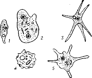 Различные виды амёб: 1 - Amoeba Umax; 2 - Pelomyxa binucleata; 3 - A. radiosa; 4 - A. verrucosa; 5 - A. polypodia.