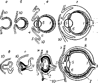 Схема эмбрионального развития и строения глаза головоногих моллюсков (а - г) и позвоночных (д - з): 1 - сетчатка; 2 - пигментная оболочка; 3 - роговица; 4 - радужка: 5 - хрусталик; 6 - ресничное тело; 7 - сосудистая оболочка; 8 - склера; 9 - зрительный нерв; 10 - покровная эктодерма.; 11 - головной мозг.