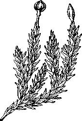 Андрея скальная (Andreaea rupestris).