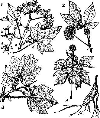 <strong>Аралиевые</strong>: 1 - плющ обыкновенный (Неdera helix) (а - цветущая ветвь, б - лопастный лист, в - цветок, г - цветок в разрезе); 2 - элеутерококк колючий (Eleutherococcus senticosus); 3 - заманиха, или оплопанакс высокий (Oplopanax elatus); 4 - женьшень обыкновенный (Panax ginseng).