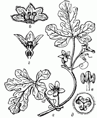 Колоциит: а - часть цветущего побега; б - развёрнутый тычиночный цветок; в - две сросшиеся тычинки; г - продольный разрез пестичного цветка; д - поперечный разрез плода.