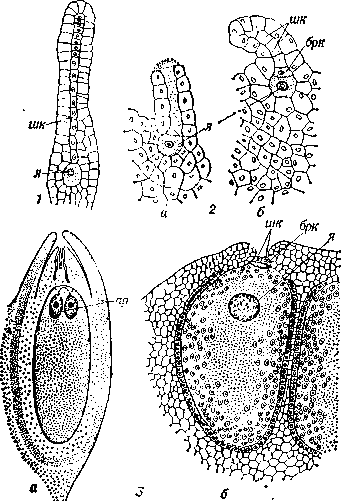 <strong>Архегоний</strong>: 1 - у мха антоцероса (Anthoce-ros); 2 - у папоротника щитовника мужского (Dryopteris filix-max): a - зрелый вскрывшийся, б - молодой невскрывшийся; 3 - у ели (Picea): a - продольный разрез через семязачаток с 2 архегониями, б - зрелый архегоний; шк - шейковые клетки, брк - брюшная клетка, я - яйцеклетка, ар - архегоний.