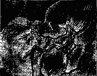 Отпечаток скелета археоптерикса (из Берлинского музея естественной истории).