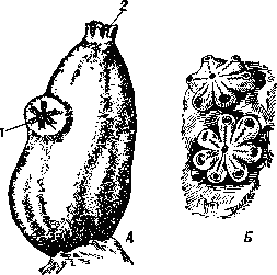 А - асцидия Ascidia mentula (1 - ротовое отверстие, 2 - клоакальное отверстие); Б - колонии Botryllus violaceus на камне.