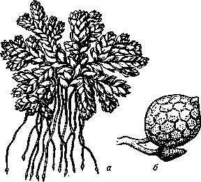 <strong>Азолла</strong> мелколистная (A. microphylla) (сильно увеличено): а - общий вид; б - сорусы (сверху микросорус, снизу мегасорус).
