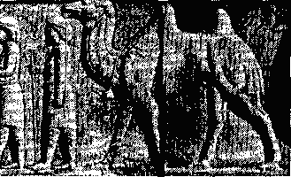 Изображение бактриана на стенах персепольского дворца в Иране. Середина 1-го тыс. до н. э.