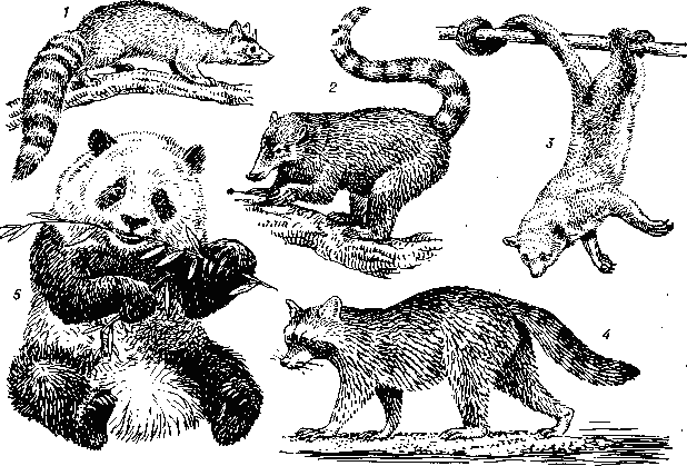 <strong>Енотовые</strong>: 1 - североамериканский какомицли (Bassariscus astutus); 2 - обыкновенная носуха {Nasua nasua); 3 - кинкажу (Potos flavus); 4 - енот-полоскун {Procyon lotor); 5 - большая панда (Ailuropoda melanoleuca).