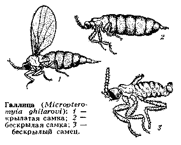 Галлица (Micropteroтуга ghilarovi): 1 -крылатая самка; 2 -бескрылая самка; 3 -бескрылый самец.