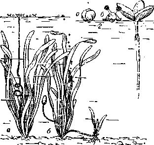 <strong>Гидрофилия</strong> у валлисиерии: слева - женское (а) и мужское (б) растения; справа - опыление, происходящее на поверхности воды (1 - женский цветок, 2 - мужской цветок: а - нераскрывшийся, б - раскрывшийся).