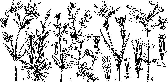 Гвоздичиые. 1 - кукушкин цвет (Coconaria floscuculiy a - цветок с удалённой чашечкой; 2 - звездчатка дубравная (Stellaria nemorum): а - пестик, б - тычинки; 3 - куколь (Agrostemma): а - лепесток с тычинками, б - пестик в разрезе; 4 - мыльнянка лекарственная (Saponaria officinalis): a -часть цветка (пестик, тычинка и лепесток), 6 - раскрывшийся плод.