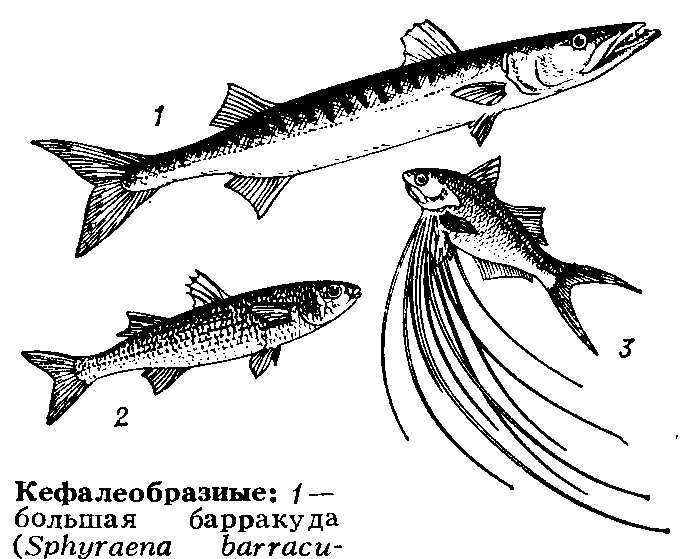 (Sphyraena barracuda); 2 - лобан (Mugil cephalus); 3 - пятипалый пальцепер (Polynemus quinquarius).