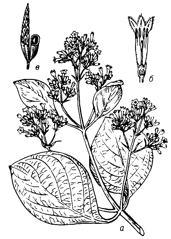 Хинное дерево: а - цветущая ветвь; б - цветок в разрезе; в - плод (в правой части - открытый, видны семена).