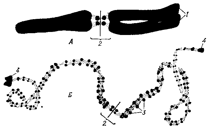 Рис. 1. Морфология одной и той же хромосомы в метафазе митоза (А) и в профазе мейоза (Б): 1 - хроматида; 2 - центромера; 3 - хромомеры; 4 - теломеры (крупные хро-момеры на концах хромосомы).