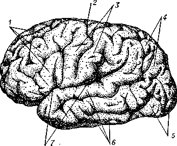 Рис. 2. Поверхность коры головного мозга человека (вид сбоку): 1 - лобные извилины; 2 - центральная борозда; 3 - центральные извилины; 4 - теменные извилины; 5 - затылочные извилины; 6 - височные извилины; 7 - латеральная (сильвиева) борозда.