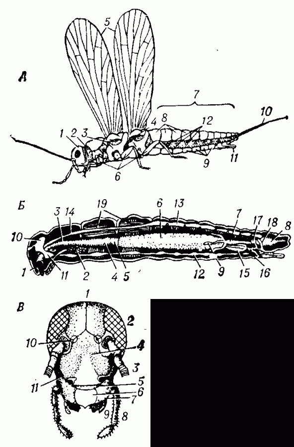 А. Схема внешнего строения крылатого насекомого: 1 - голова; 2, 3, 4 - передне-, средне-, заднегрудь; 5 - крылья; 6 - ноги; 7 - брюшко; 8- тергиты (верхние полукольца сегментов тела); 9 - стерниты (нижние полукольца сегментов тела); 10 - церк; 11 - яйцеклад. Б. Схема внутреннего строения насекомого: 1 - ротовая полость; 2 - слюнная железа; 3 - пищевод; 4 - зоб; 5 - желудок; 6 - средняя кишка; 7 - тонкая кишка; 8 - прямая кишка; 9 - мальпигиевы сосуды; 10 - головной мозг; 11 - подглоточный ганглий; 12 - брюшная нервная цепочка; 13 - спинной сосуд; 14 - аорта; 15 - яичник; 16 - яйцевод; 17 - семяприёмник; 18 - придаточные железы; 19 - крыловые мышцы средне- и заднегруди. В. Голова чёрного таракана (Blatta orientalise) спереди: 1 - темя; 2 - сложный глаз; 3 - усик; 4 - лоб; 5 - наличник; 6 - верхняя губа; 7 - жвала (мандибула, или верхняя челюсть); 8 - щупик на нижней челюсти (максилла); 9 - щупик нижней губы; 10 - простой глазок; 11 - щека.