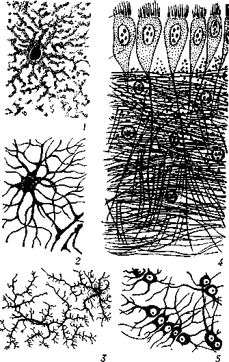 Различные формы клеток нейроглии: 1 - плазматические астроциты; 2 вЂ“ волокнистые астроциты: 3 - олнгодендроглиоциты; 4 - эпендимоциты: 5 - глиальные макрофаги (микроглия).
