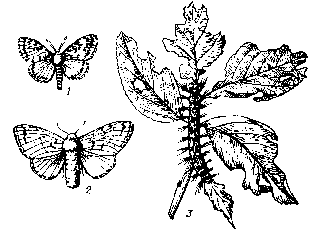 Непарный шелкопряд: 1 - самец; 2 - самка; 3 - гусеница на кормовом растении.