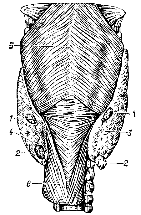 Околощитовидные железы человека: 1 - верхние; 2 - нижние; 3 - правая и 4 - левая доли щитовидной железы (сзади); 5 - глотка; 6 - пищевод.