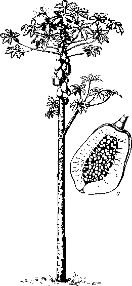 <strong>Папайя</strong> (общий вид дерева): а - продольный разрез плода.