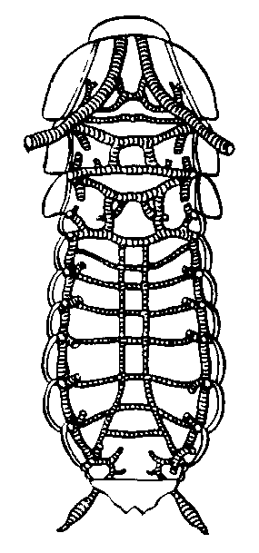 Трахейная система таракана (вентральные трахеи).