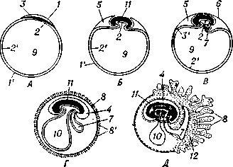 Схема развития зародышевых оболочек у млекопитающих: А - Д - пять последовательных стадий; 1 - эктодерма; 1' - вне-зародышевая эктодерма; 2 - энтодерма; 2' - внезародышевая энтодерма; 3 - мезодерма; 3 - внезародышевая мезодерма; 4 - амнио-тическая полость; 5 - амниотические складки; 6 - трофобласт; 7 - аллантоис; 8 - хорион; 8'- ворсинки хориона; 9 - полость желточного мешка; 10 - желточный мешок; 11 - зародыш; 12 - мезодерма аллантоиса.
