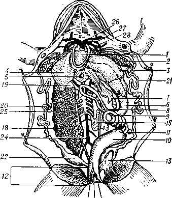 Вскрытая лягушка (самка): 1 - сердце; 2 - лёгкое; 3 - левая лопасть печени; 4 - правая лопасть печени; 5 - жёлчный пузырь на средней лопасти печени; 6 - желудок; 7 - поджелудочная железа; 8 - двенадцатиперстная кишка; 9 - тонкая кишка; 10 - толстая кишка; 11 - селезёнка; 12 - клоака; 13 - мочевой пузырь; 14 - отверстие мочевого пузыря, открывающегося в клоаку; 15 - почка; 16 - мочеточник; 17 - отверстия мочеточников, впадающих в клоаку; 18 - правый яичник (левый удалён); 19 - жировое тело; 20 - правый яйцевод; 21 - левый яйцевод; 22 - маточный отдел яйцевода; 23 - отверстие яйцевода в клоаке; 24 - спинная аорта; 25 - задняя полая вена; 26 - общая сонная артерия; 27 - левая дуга аорты; 28 - лёгочная артерия.