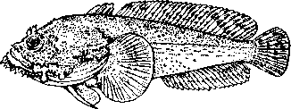 Жаба-рыба (Opsanus tau).