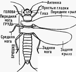 <strong>Насекомые</strong>. Схематическое изображение типичного крылатого насекомого