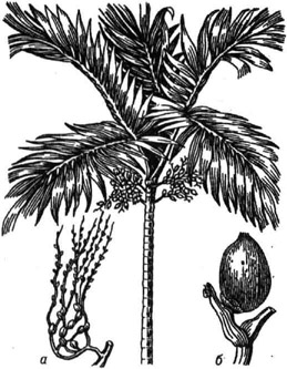 Пальма катеху: а - часть соцветия с пестичными