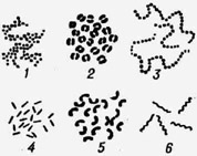 Схематическое изображение основных форм бактерий: 1 - стафилококки; 2 - диплококки; 3 - стрептококки; 4 - палочковидные; 5 - вибрионы; 6 спириллы