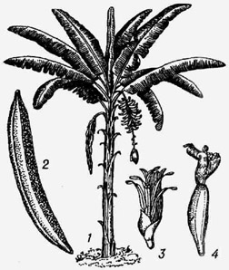 <strong>Банан</strong>: / - общий вид растения; 2 - плод; 3 тычиночный цветок; 4 - пестичный цветок