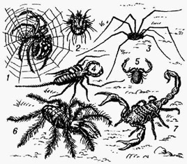 <strong>Паукообразные</strong>: 1 - паук-крестовик; 2 - чесоточный клещ; 3 - сенокосец; 4 - телифон; 5 -ложноскорпион; 6 - сольпуга; 7 - скорпион