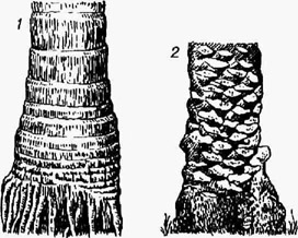 Стволы пальм: 1 - архонтофсникс Куннингама, заметны следы прикрепления листьев; 2 - финиковой пальмы с остатками черешков листьев