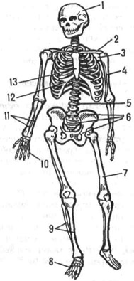 <strong>Скелет</strong> человека: 1 - череп; 2 - ключица; 3 -лопатка; 4 - плечо; 5 - позвоночник; 6 - кости таза; 7 - бедро; 8 - стопа; 9 - берцовые кости; 10 - кисть; 11 - локтевая и лучевая кости; 12 -рёбра; 13 - грудина