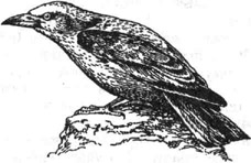 <strong>Сизоворонка</strong>