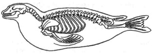 Скелет тюленя. 