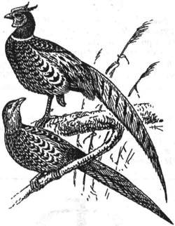 Обыкновенный фазан (самец и самка)