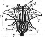 Схема строения цветка: 1 - пестик (а - рыльце, б - столбик, в - завязь); 2 - тычинка (г -пыльник, д - тычиночная нить); 3 - лепестки венчика; 4 - чашелистики; 5 - цветоложе