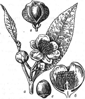 Чайный куст: а - ветвь с цветками; 6 - цветок в разрезе; в - плод; г - семя