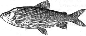 <strong>Чир</strong>