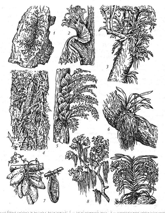 <strong></a></div>Эпифиты</strong> (на стволах и ветвях деревьев): 1 - печёночный мох; 2 - папоротник рода платицериум; 3 - орхидея рода ангрекуме; 4 - лишайник; 5 - папоротник рода полиподиум; 6 - орхидея рода онцидиум; 7 - дисхидия (семейство ластовневые), общий вид и её вскрытый мешковидный лист, содержащий внутри собственные корни; 8 - тилландсия, или луизианский мох (семейство броме-лиевые); 9 - орхидея рода макролептон